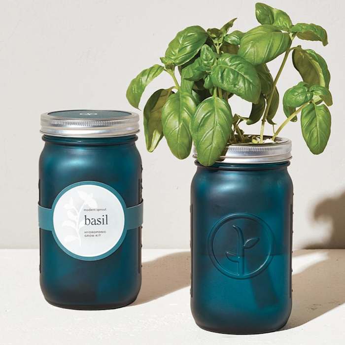 Photo courtesy of Modern Sprout